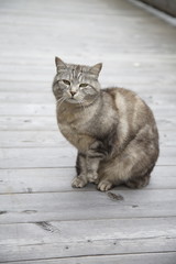 Katze schönheit sitzen pfote