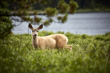 reh schauen wittern © Helmut