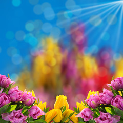 Kwiaty a najlepiej tulipany to tło  na każdą okazje.