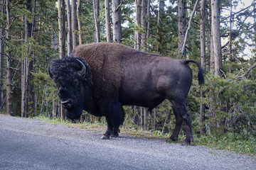 bison kraft särke