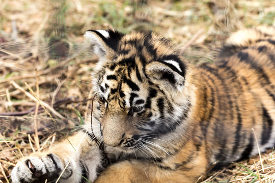 beautiful little tiger cub