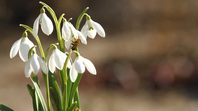 Spring snowdrop flowers and fly bee