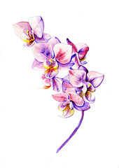 сиреневая орхидея