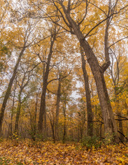 Trees in a forest in the fall
