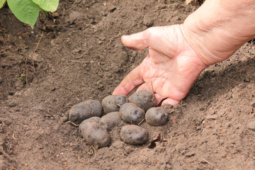 Verschiedene Kartoffeln Hand Frau Ernte Feld Sand Boden Erde