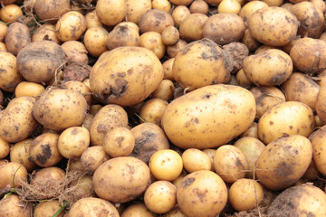 Kartoffel Ernte Feld Sand Boden viele dreckig