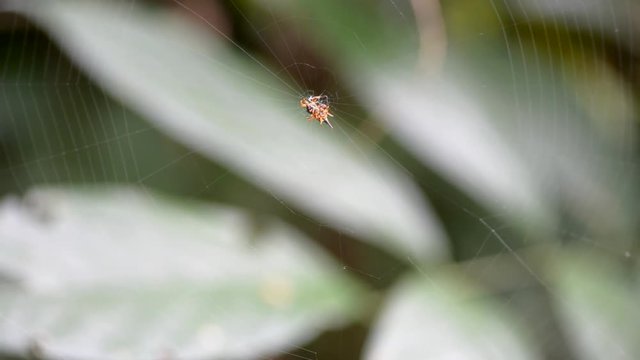 Spider in nature