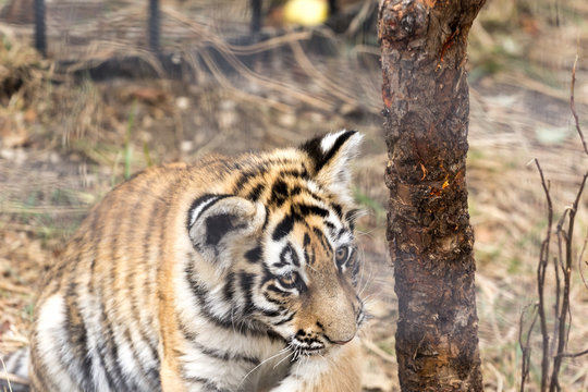 beautiful little tiger cub
