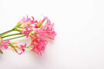 Fototapeta premium bouquet of pale pink flowers as a background