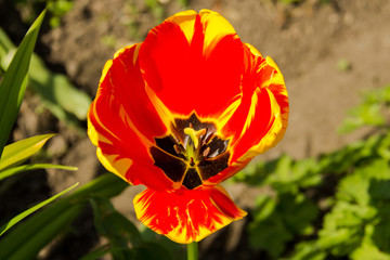 Fototapeta premium British Tulips