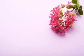 bouquet of pale pink flowers as a background