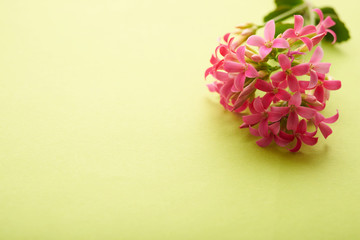 bouquet of pale pink flowers as a background