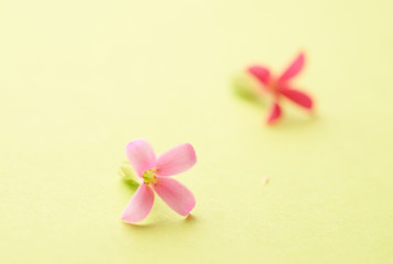 Fototapeta na wymiar bouquet of pale pink flowers as a background