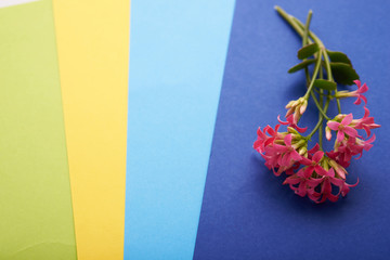 bouquet of pale pink flowers as a background