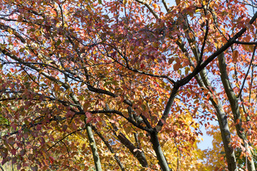 magnificent withering of nature