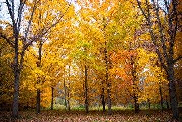 Beautiful autumn forest