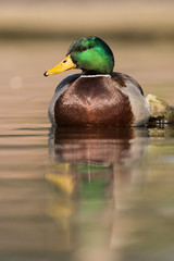 Mallard, Duck, Anas platyrhynchos
