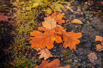 Autumn yellow leaves on the ground.