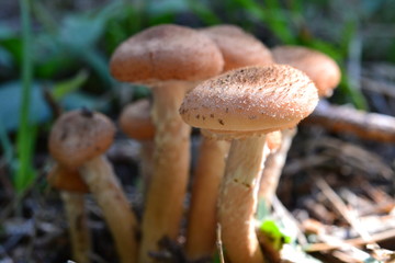 wild mushrooms close up