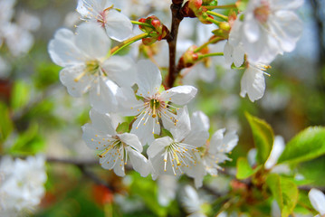 Cherry tree blossom