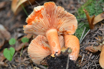 wild mushrooms close up