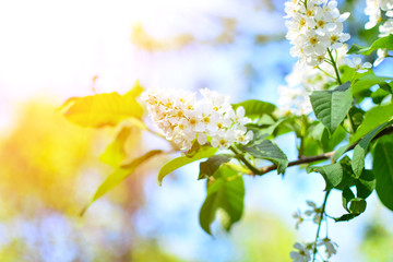 Cherry tree, sakura blooms in soft background of green branches and sky, early spring white flowers, natural background