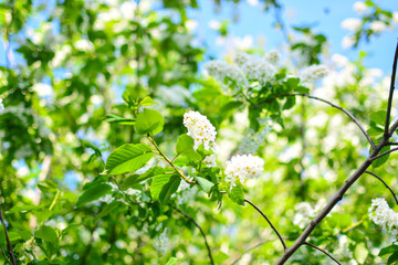 Fototapeta premium Cherry tree, sakura blooms in soft background of green branches and sky, early spring white flowers, natural background