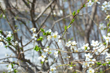 Apple tree, spring blooms in soft background of branches and sky, early spring white flowers, natural background