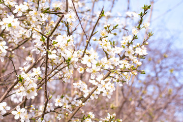 Apple tree, spring blooms in soft background of branches and sky, early spring white flowers, natural background