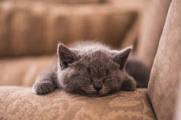 Gray British fluffy kitten lying on sofa