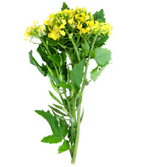 Sprig of fresh rapeseed isolated on white background. Design element for product label, catalog print, web use.