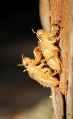 Hüllen zweier tote Zikaden, Natur, Südeuropa