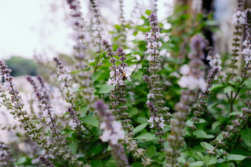 Bee at the Basil Bush