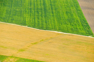 Summer landscape with wheat field
