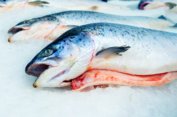 Striking Stunning Decapitated Salmon Head on Ice