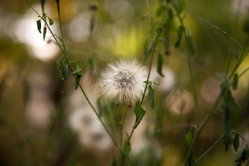 White dandelion with blurred background