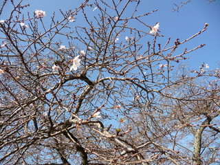 彦根城の二季咲桜(滋賀県)