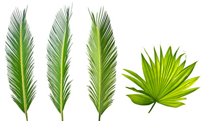 young spring palm leaves on a white background