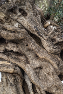 trunk of an old olive tree