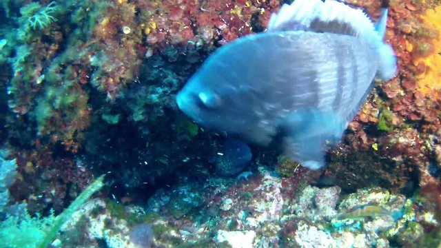 Diving in the Mediterranean Sea - Black bream fish and moray eel