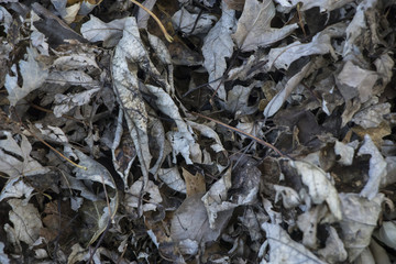 Fall leaves on grass