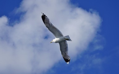 A seagull bird in flight in Norway