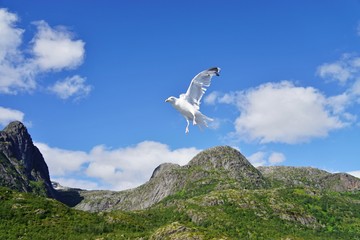 Fototapeta premium A seagull bird in flight in Norway