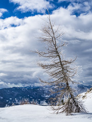 Larch tree on the top of the Ursla gora in the winter, Slovenia