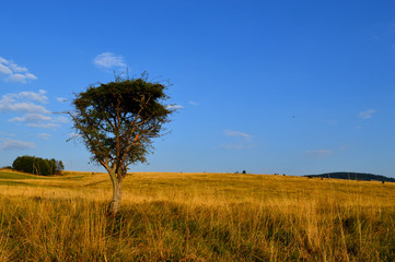 Natural field landscape with grass