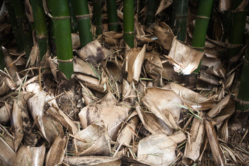 Dry bamboo leaves