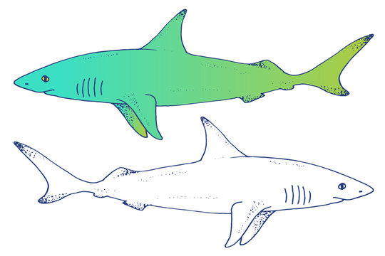 Vector shark hand drawn illustration with wild sea animal. Sea life sketch with predator dangerous fish. Set in outlines and color
