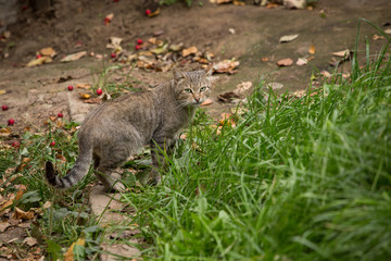 grey striped beautiful and well-groomed cat is outdoors in the grass