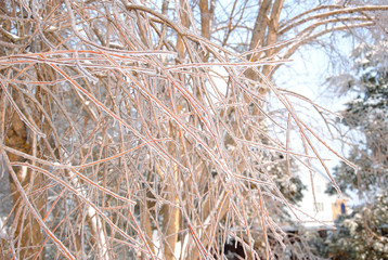 branches after freezing rain