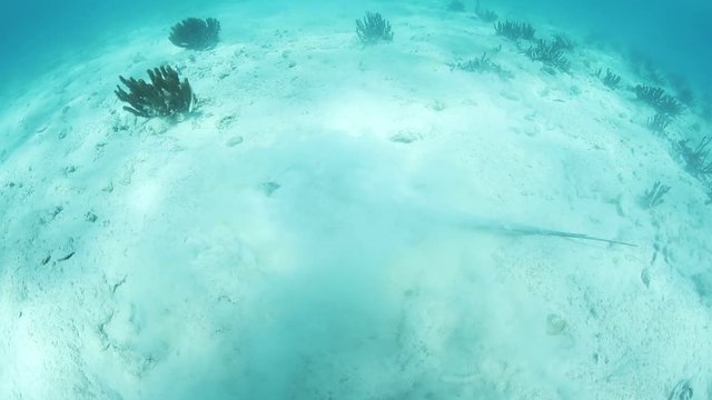 Caribbean Whiptail Stingray in Belize